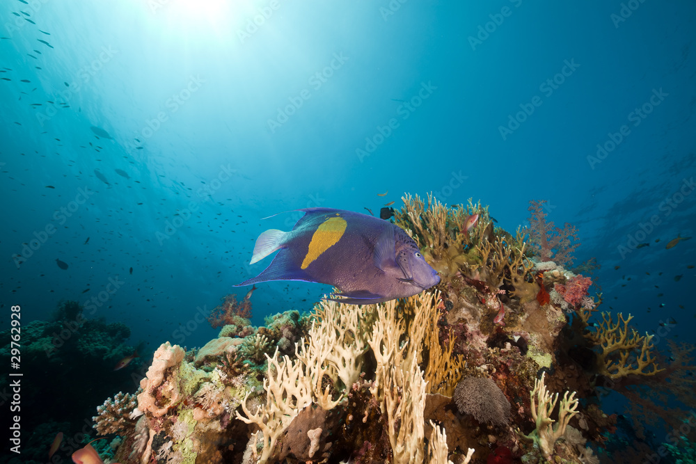 Yellowbar angelfish and sun in the Red Sea. Yellowbar angelfish and sun in the Red Sea.
