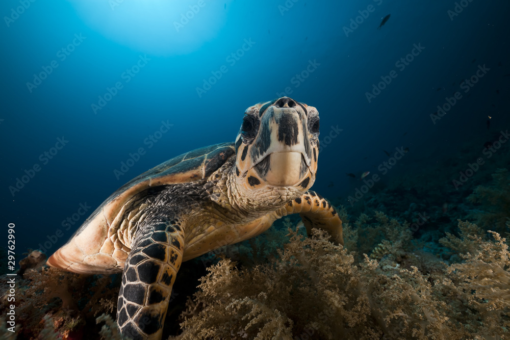 Obraz premium Hawksbill turtle in the Red Sea.
