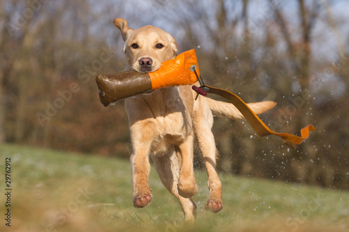 gelber Labrador