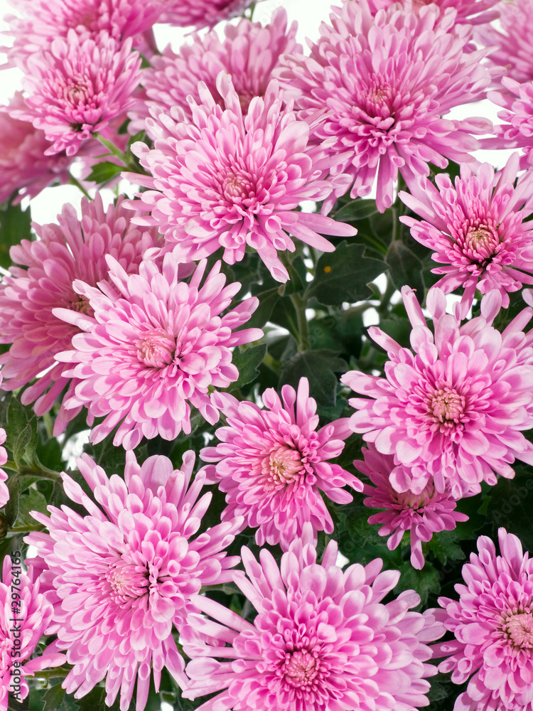 chrysanthemum chrysanthemum