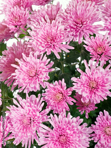 chrysanthemum