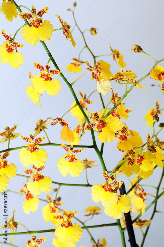 orchid flower orchid flower