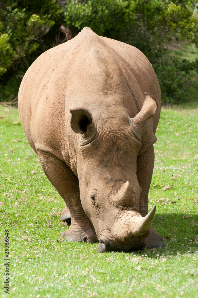Obraz premium Rhinocerous