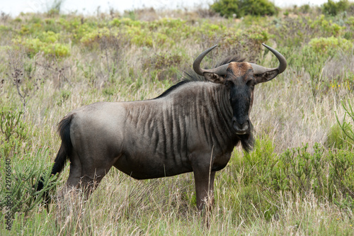 Wildebeest © Jane Allan