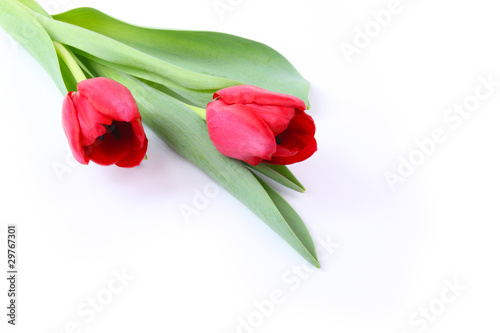 Zwei rote Tulpen