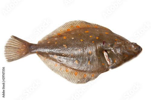 Plaice flatfish isolated on a white studio background.