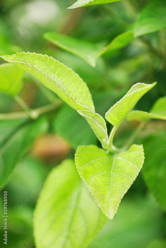 Fototapeta premium Branch with young green leaves