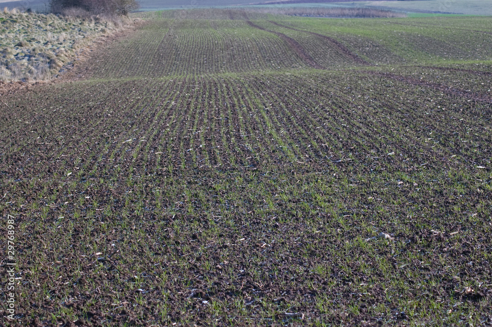 Billowy field Billowy field