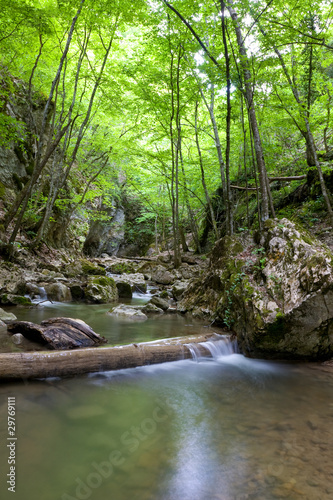 Mountain river in green forest