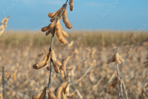 Growth soybeans