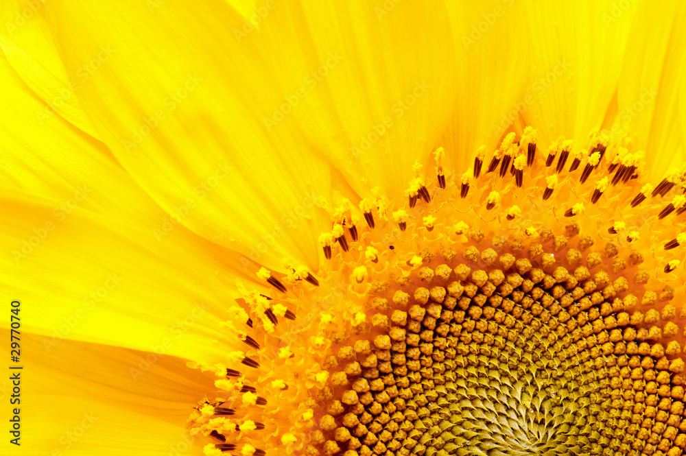 Sunflower Sunflower