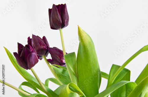 tulipani2