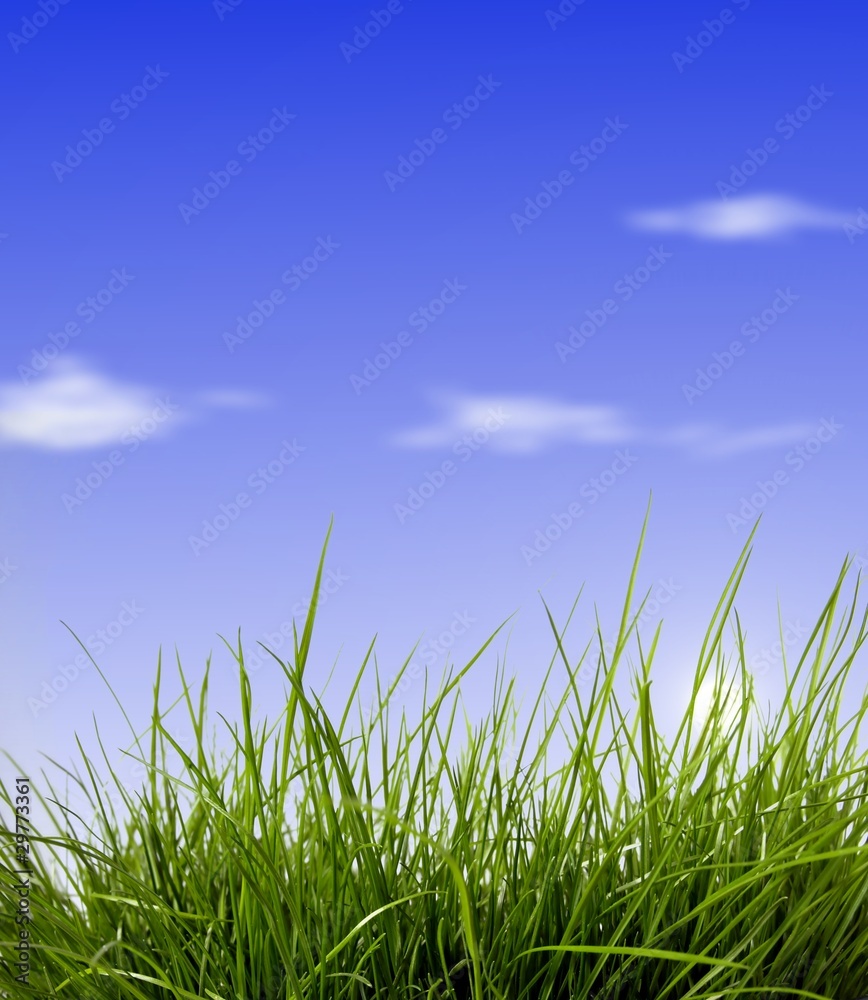 Fresh green grass in summertime Fresh green grass in summertime