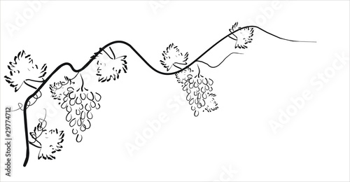 Set from vine on a white background