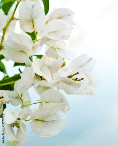Fotografiet White bougainvillaea flower