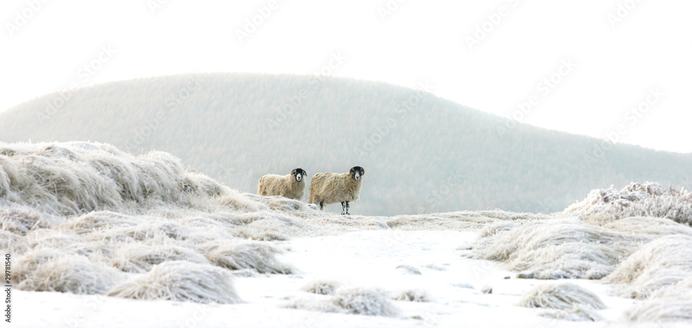 Naklejka premium sheep in snow