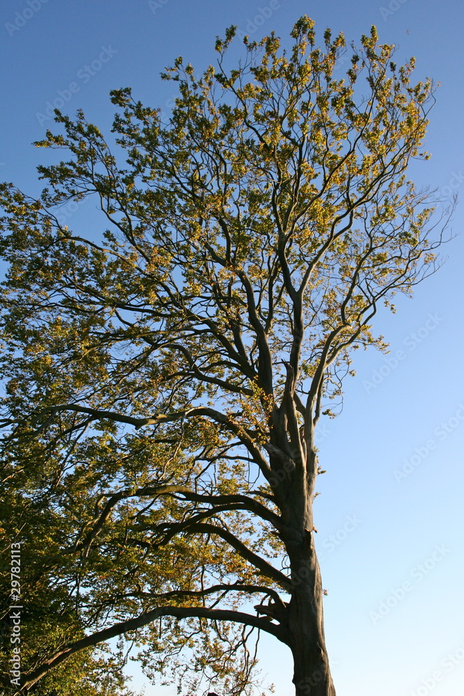 Autumn tree Autumn tree