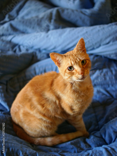 rote Katze auf blau photo