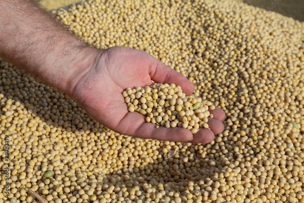Harvest, heap of soy beans and human hand Harvest, heap of soy beans and human hand