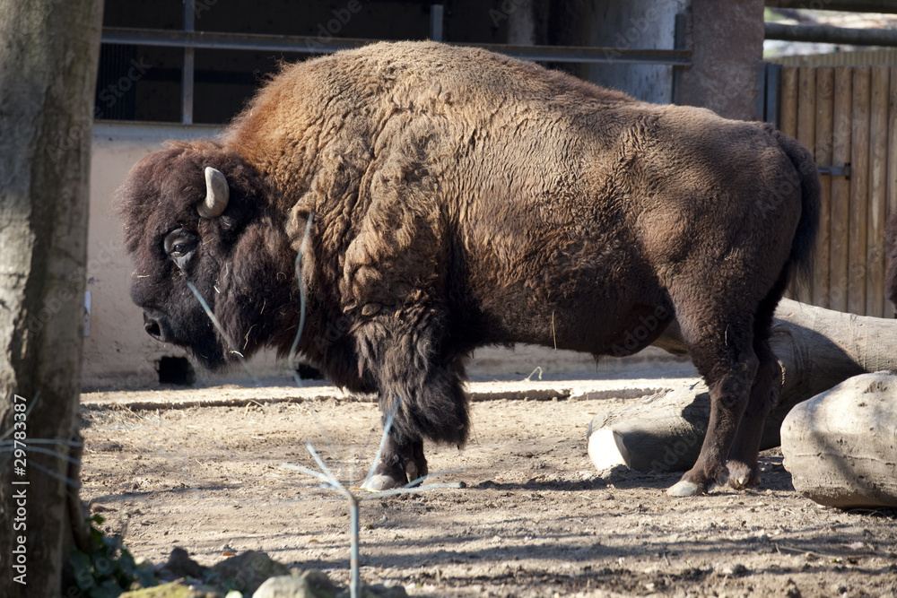 Fototapeta premium Bisonte Europeo