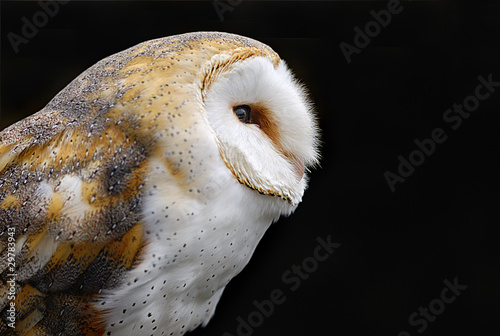 Barn Owl Profile