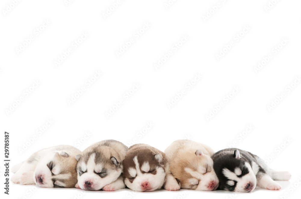sleeping puppy of Siberian husky dog sleeping puppy of Siberian husky dog