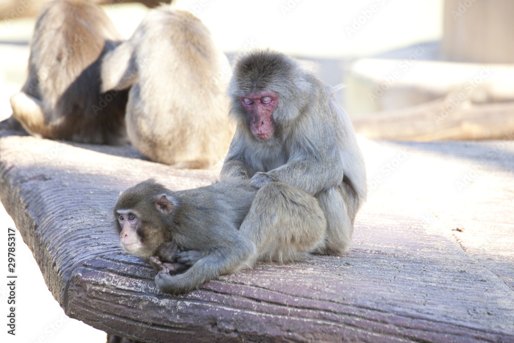 Obraz premium Macachi del Giappone