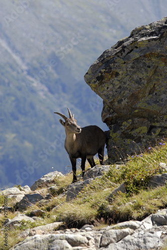 Ibex en Aiguilles Rouges, Alps, France