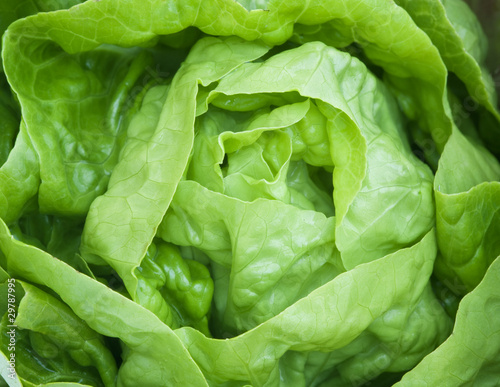 Close up of Fresh green Lettuce salad