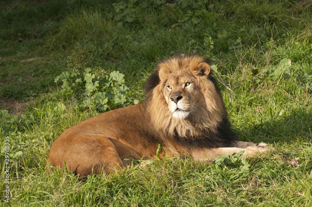 Fototapeta premium Panthera Leo