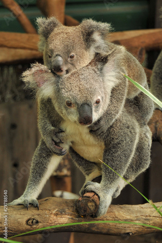 Koala mom with joey on her back