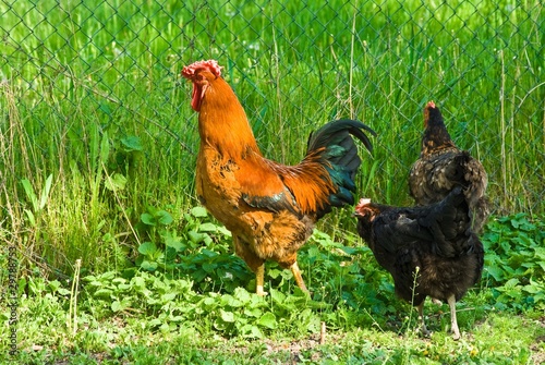 cock and hen photo