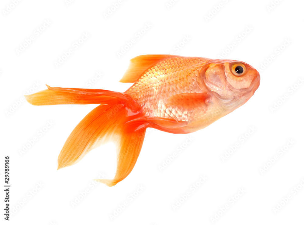 Fototapeta premium Gold fish