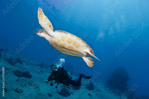 sea turtle with scuba diver © JonMilnes