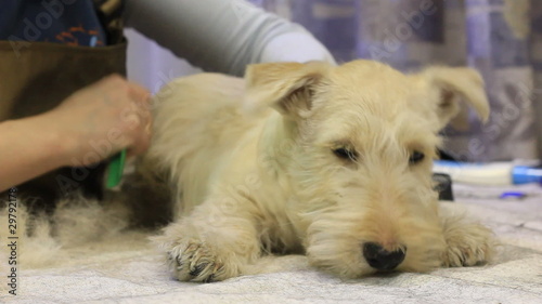 Groom-master at work on trimming Scottish Terrier