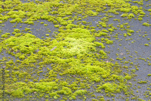 Moss on driveway