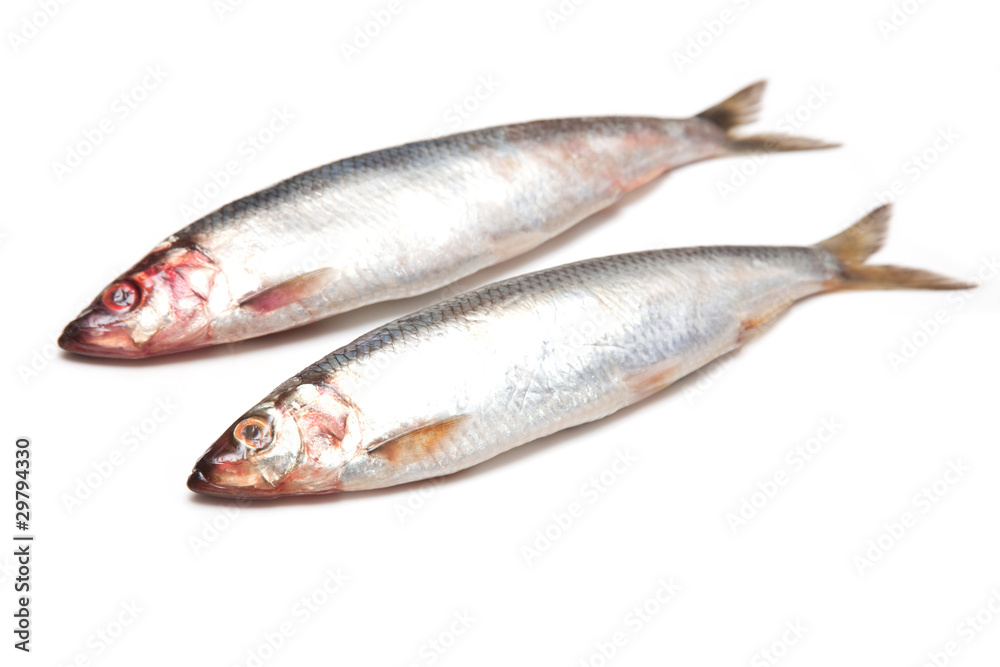 herrings isolated on a white studio background. herrings isolated on a white studio background.