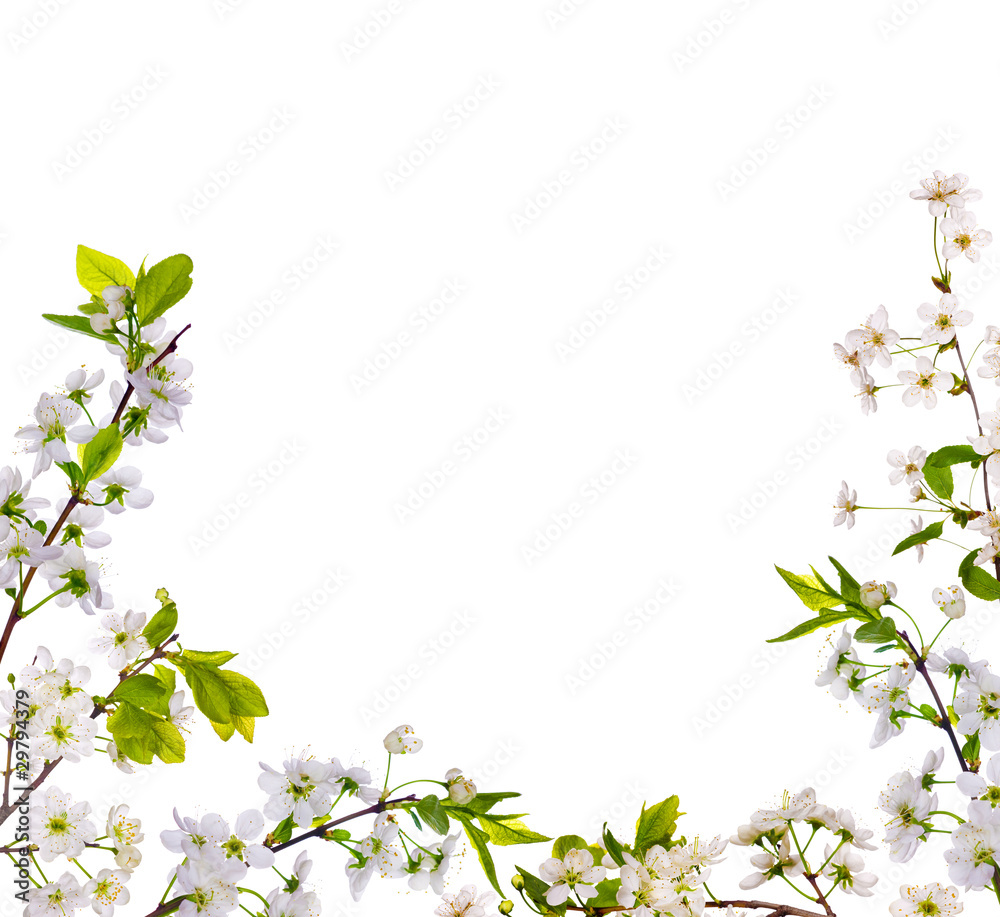 Fototapeta premium cherry-tree flowers half frame