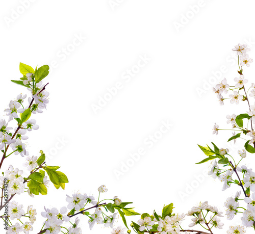 cherry-tree flowers half frame