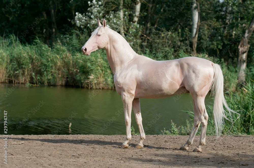 cremello akhal-teke horse stallion portrait