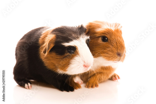 baby guinea pigs © joanna wnuk