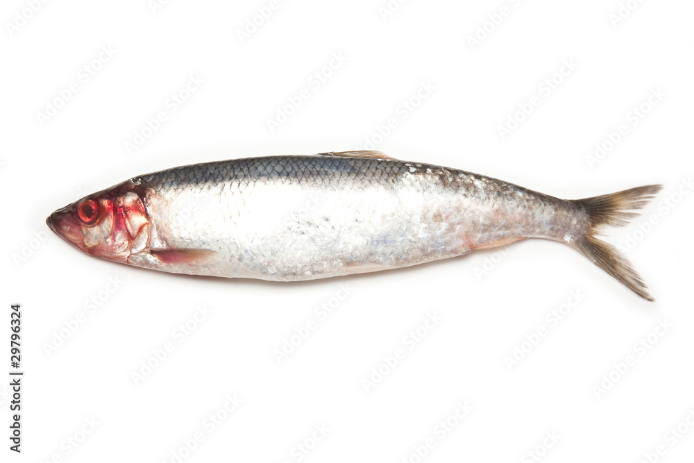 Freh herring isolated on a white studio background. Freh herring isolated on a white studio background.