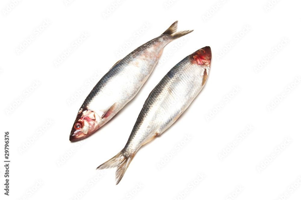 Freh herrings isolated on a white studio background.
