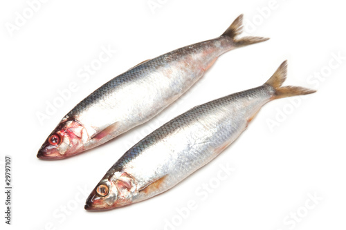 Fresh herrings isolated on a white studio background.
