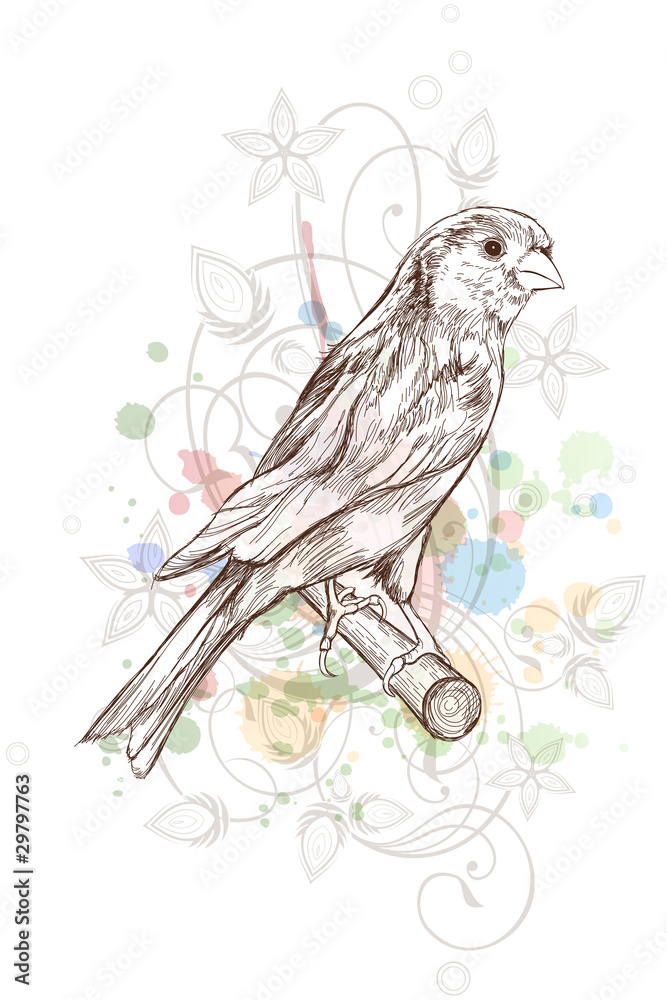 Canary Drawing Images  Free Download on Freepik