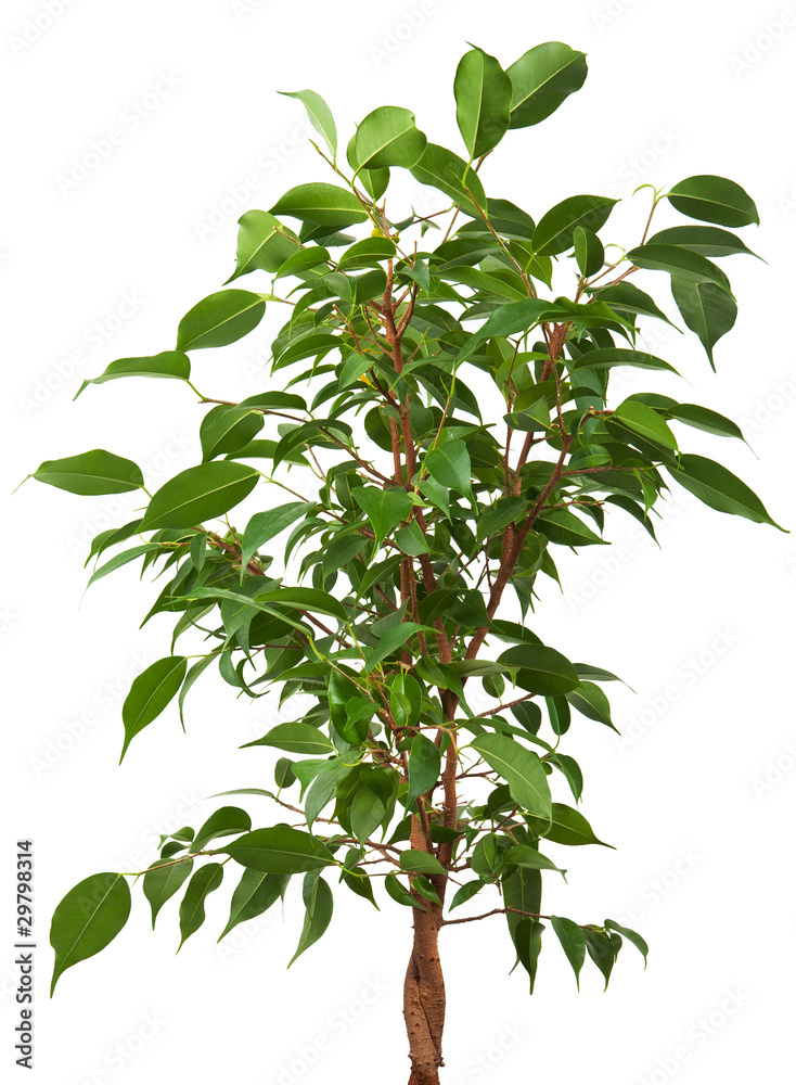 Obraz premium pipal tree isolated