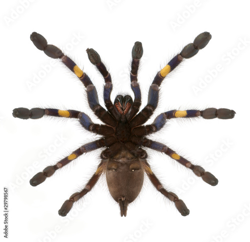 Tarantula spider, Poecilotheria Metallica, in front of white bac