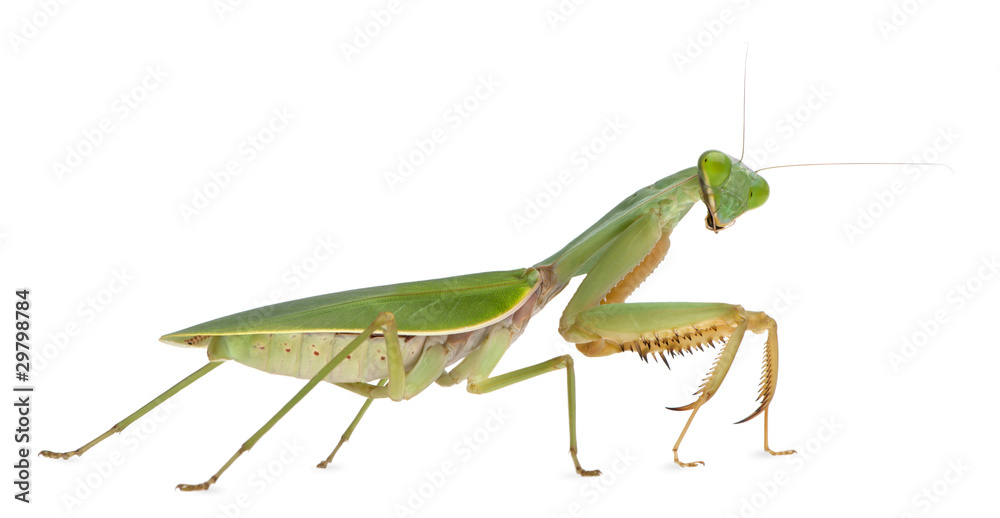 Female Praying Mantis, Rhombodera Basalis Female Praying Mantis, Rhombodera Basalis