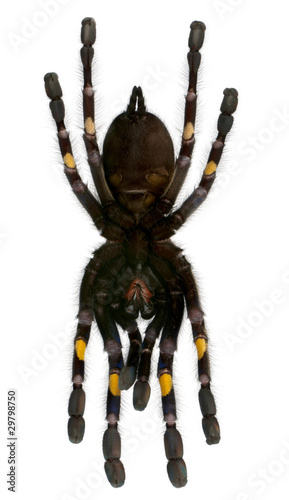 Tarantula spider, Poecilotheria Metallica, in front of white bac