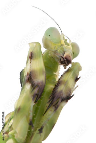 Close-up of Female Banded Flower Mantis or Asian Boxer Mantis, T © Eric Isselée